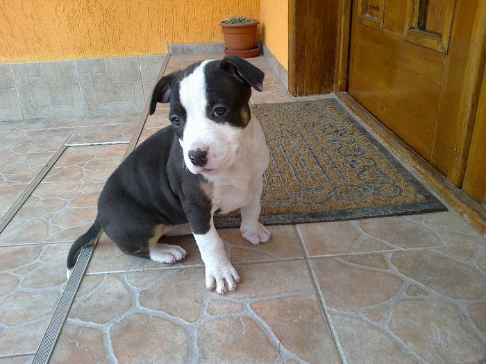 FEMELA 7 SAPTAMANI - PITBULL TRICOLOR achizitie HU - VEGA