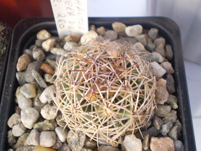 Coryphantha cornifera - ACHIZITII 2013