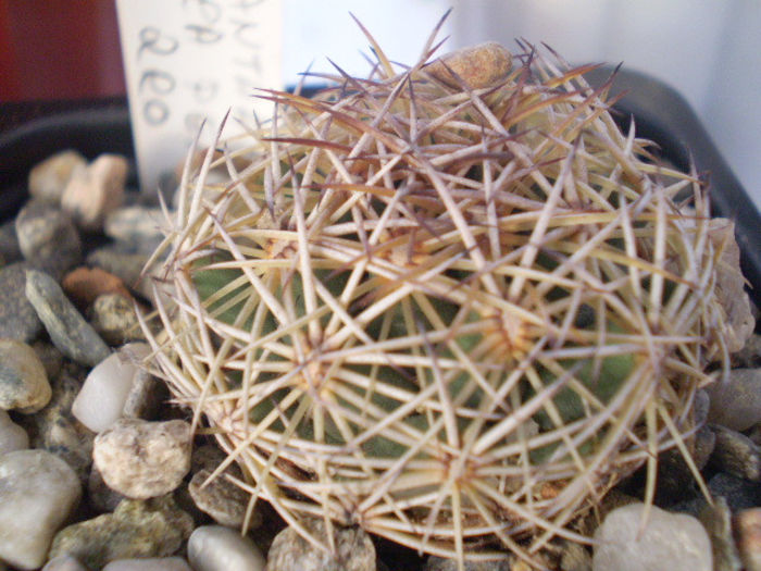 Coryphantha cornifera - ACHIZITII 2013