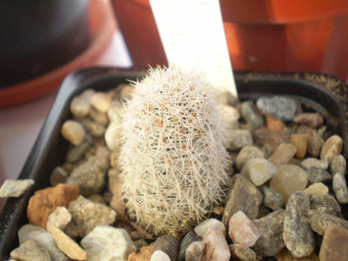 Coryphantha hendrickonii - ACHIZITII 2013