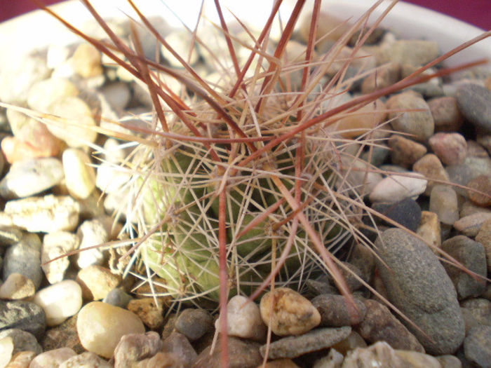 Coryphantha runyonii