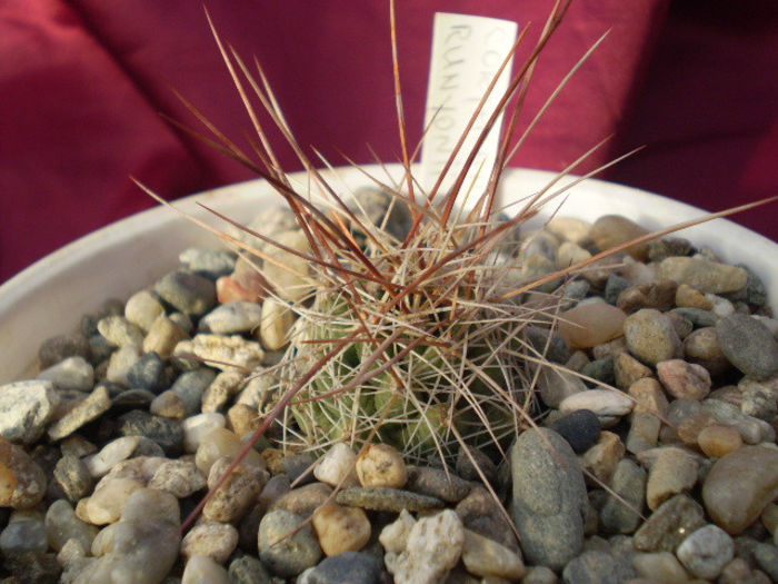 Coryphantha runyonii - ACHIZITII 2013