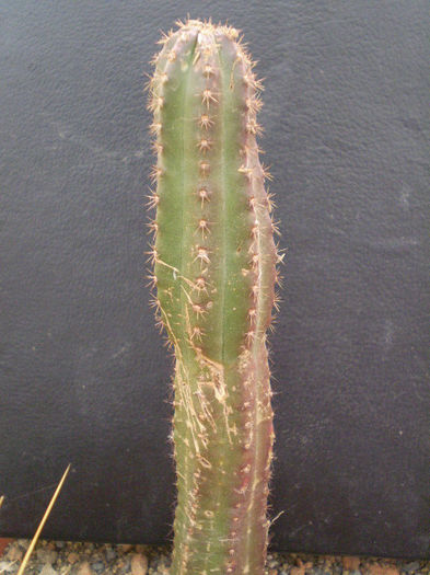 Echinocereus gentry