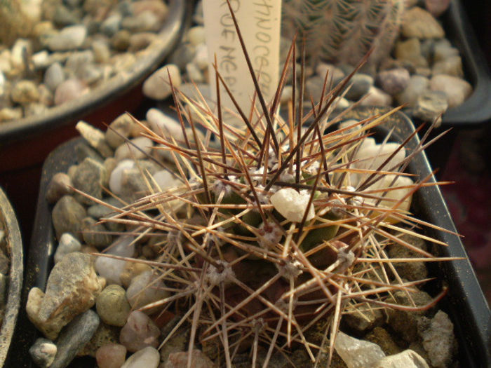 Echinocereus coccineus v. roemeri