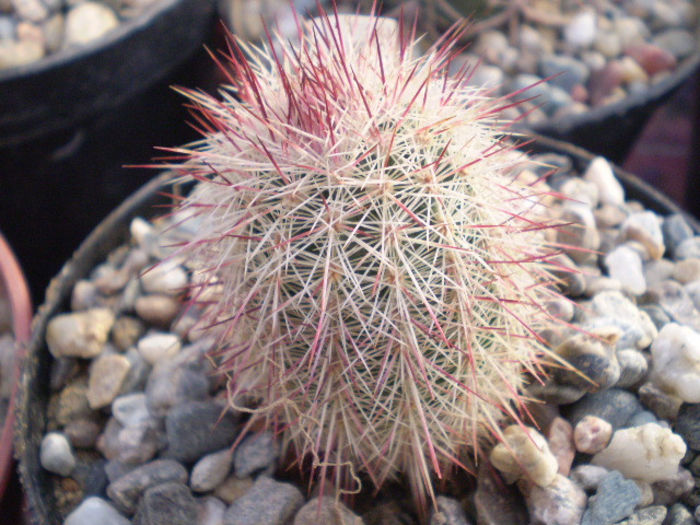 Echinocereus russanthus ssp. fiehnii