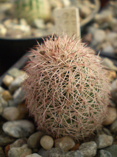 Echinocereus bristolii pseudopectinatus - ACHIZITII 2013