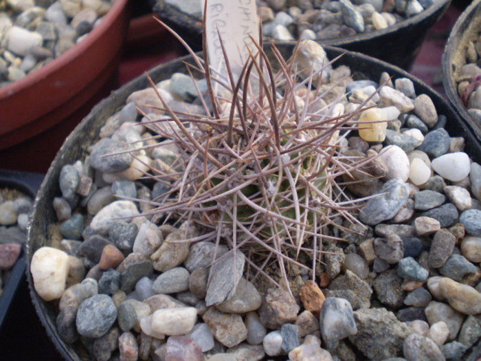 Echinocereus triglochidatus