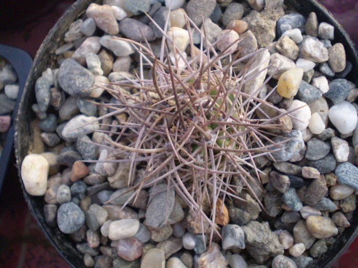 Echinocereus triglochidatus