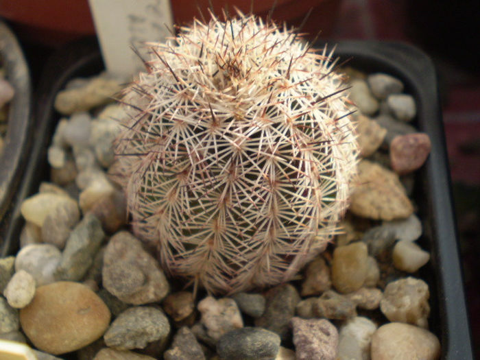 Echinocereus fitchii albertii - ACHIZITII 2013