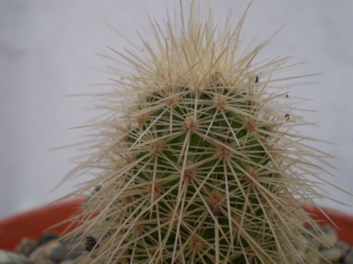 Echinocereus longisetus freudenbergeri - ACHIZITII 2013