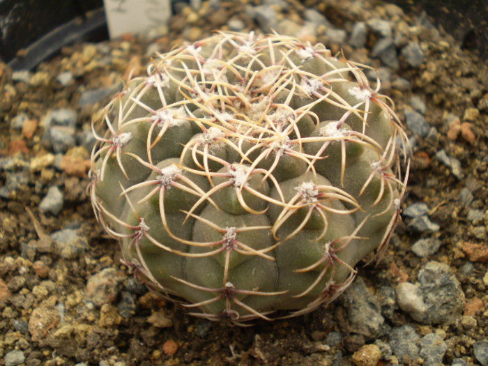 Gymnocalycium quehlianum