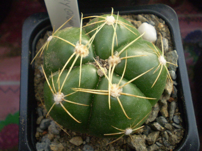 Gymnocalycium sp.