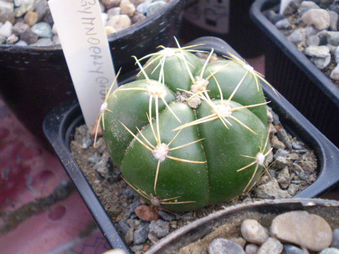 Gymnocalycium sp.