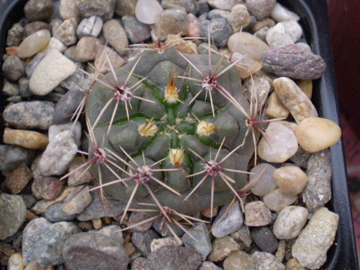 Gymnocalycium platense