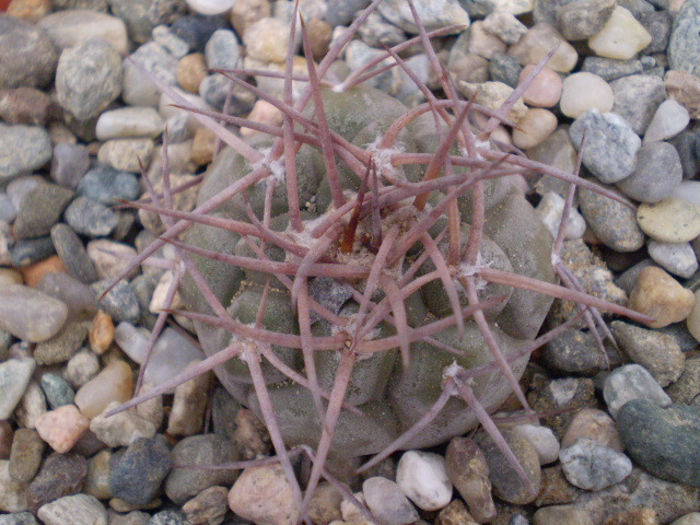 Gymnocalycium castellanosii v. bozsingianum
