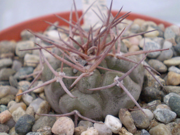 Gymnocalycium castellanosii v. bozsingianum
