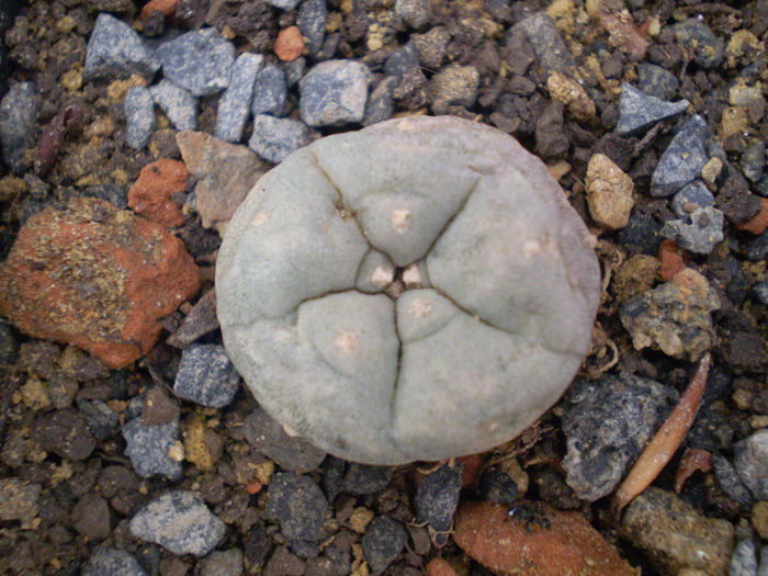 Lophophora williamsii
