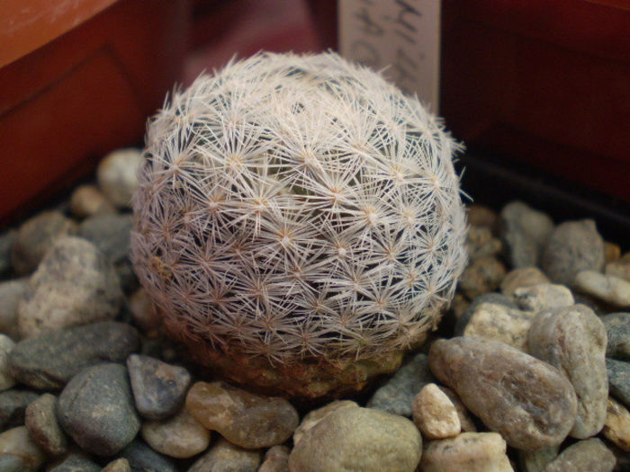Mammillaria lasiacantha