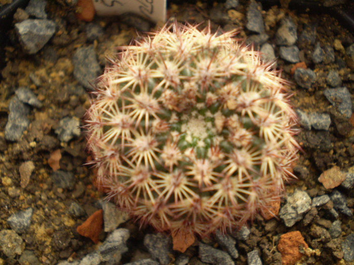 Notocactus rutilans