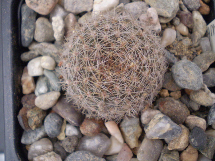 Rebutia buiningiana