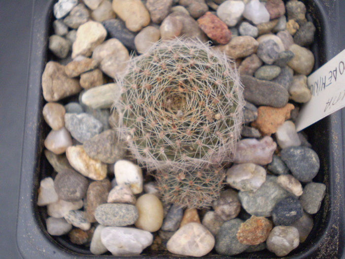Rebutia pseudodeminuta
