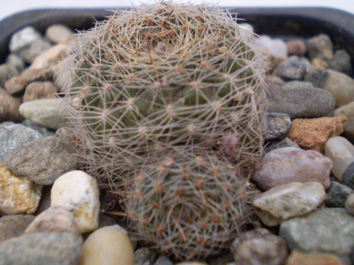 Rebutia pseudodeminuta