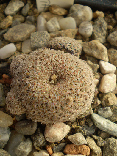 Rebutia albopectinata