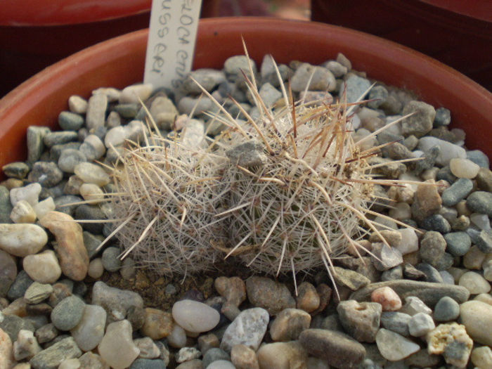 Thelocactus lausseri