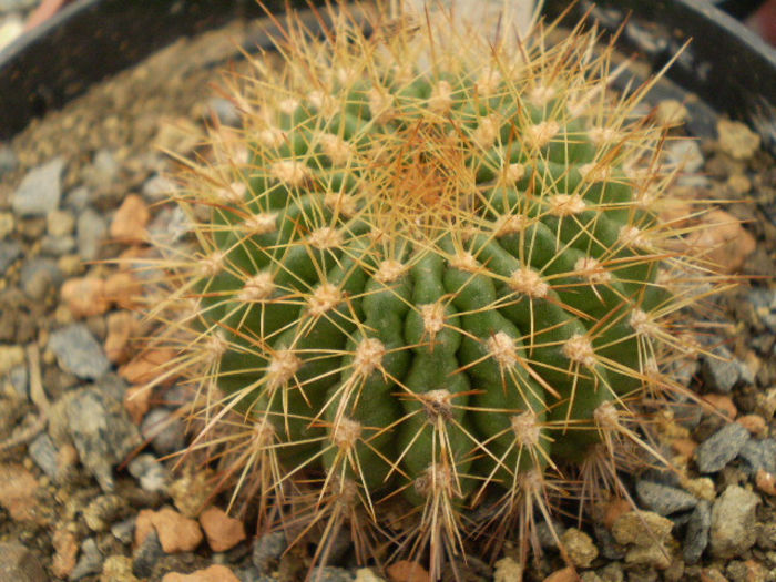 Pseudolobivia kermesina