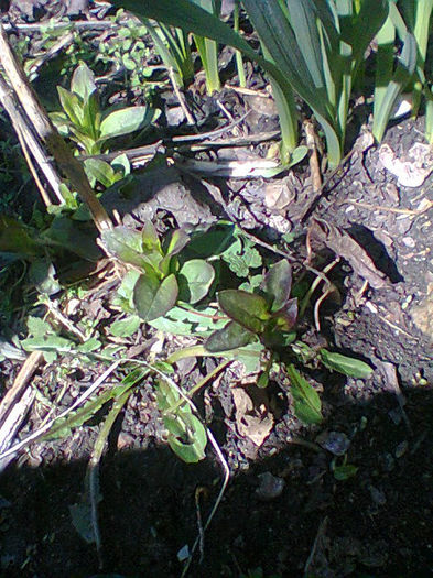 Fotogr.0262 - flori de gradina