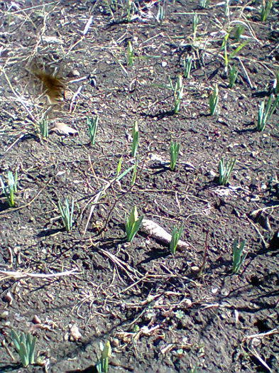 Fotogr.0271 - flori de gradina