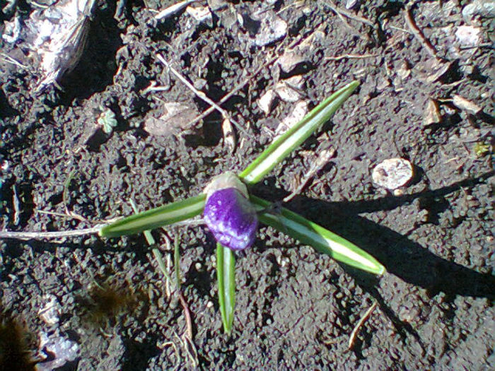 Fotogr.0269 - flori de gradina