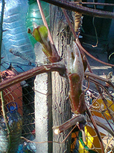 Fotogr.0273 - flori de gradina