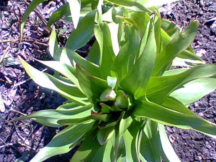 Fotogr.0277 - flori de gradina