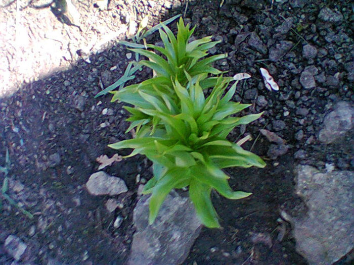 Fotogr.0278 - flori de gradina