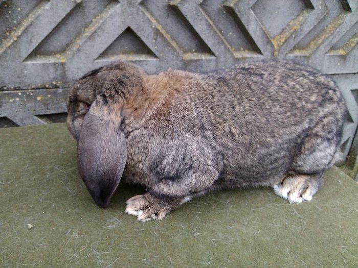  - femela nr1 agouti-DE VANZARE