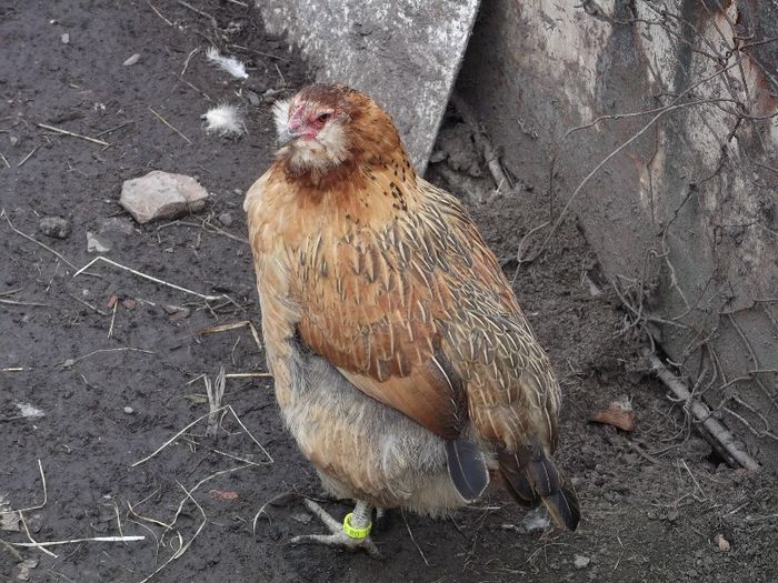 PUI DIN 2012 - 0000-GAINI ARAUCANA SI AMERAUCANA