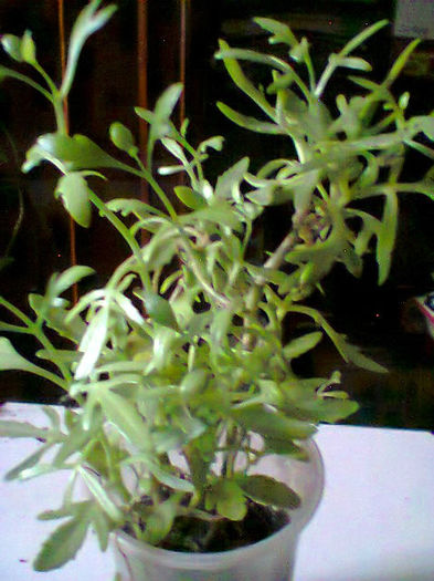 kalankhoe - flori de ghiveci