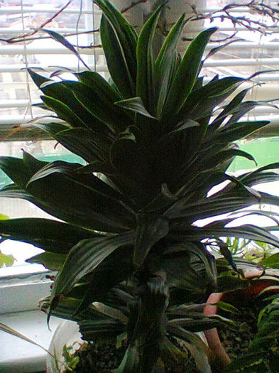 dracena - flori de ghiveci