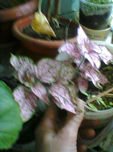 hipoestes - flori de ghiveci