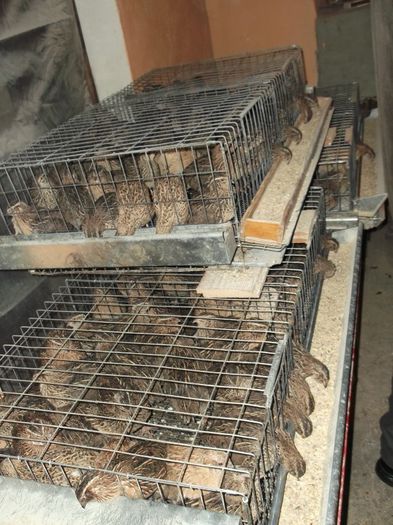 FABRICA DE OUA BIO - FERMA HETREA CORNEL