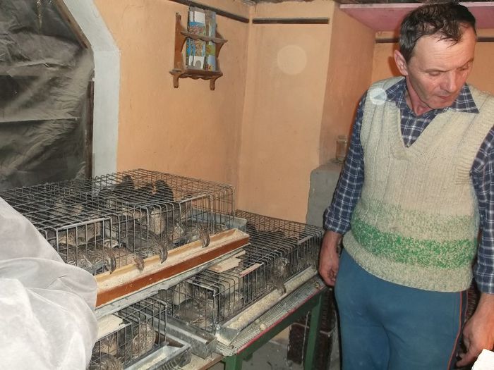 PRESEDINTELE FEDERATIEI - FERMA HETREA CORNEL