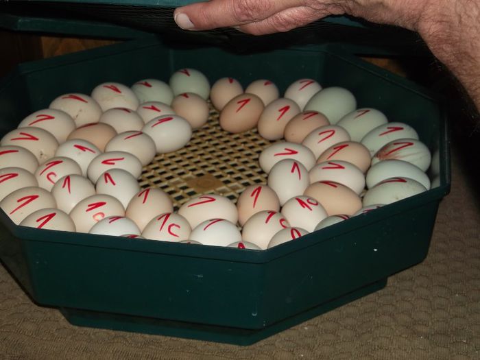 O SARJA NOUA DE ....VIITORI PUI - FERMA HETREA CORNEL