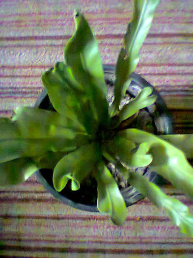 feriga asplenium