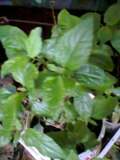 Fotogr.0338