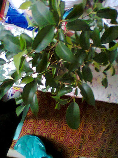 ficus