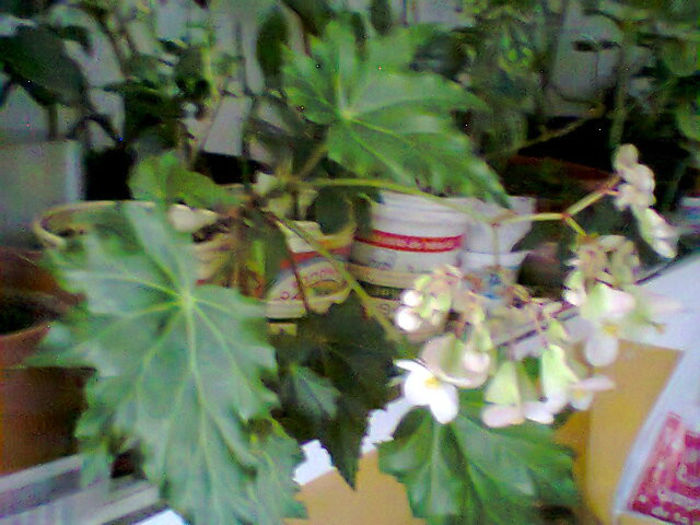 Fotogr.0368 - flori de ghiveci