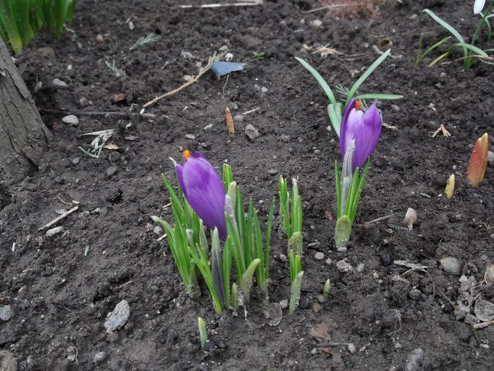 ..............LA.......