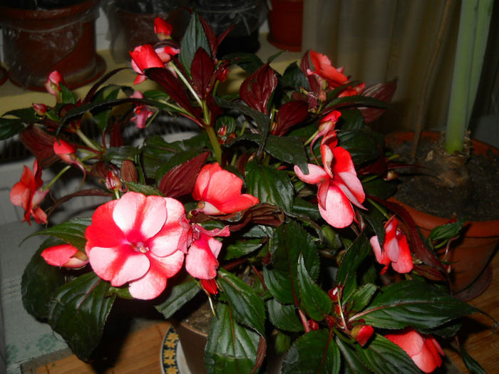 impatiens-achizitie noua