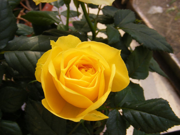 DSCF5919 - Trandafiri